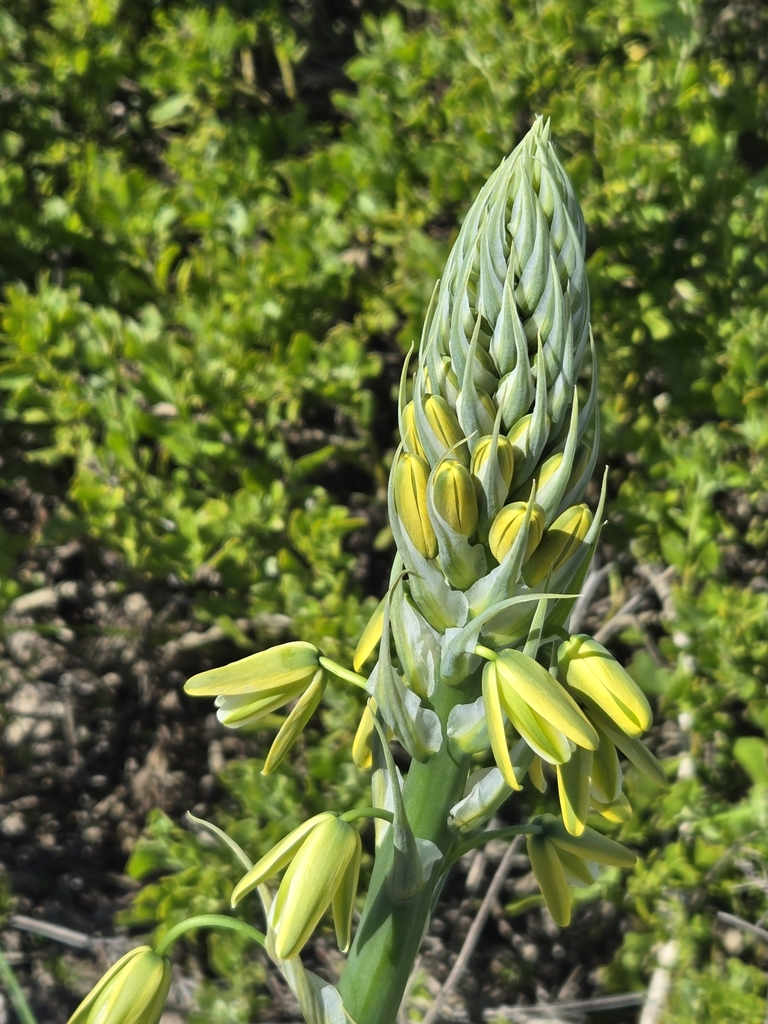Albuca grandis (Albuca grandis)