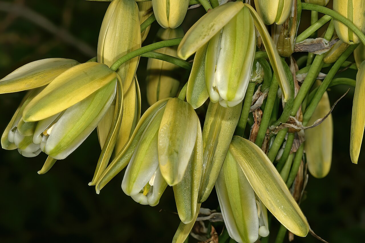 Albuca grandis: Albuca grandis , flowers; between Elandsbaai and Leipoldtville, Western Cape, South Africa