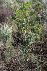 Albuca grandis (Albuca grandis)