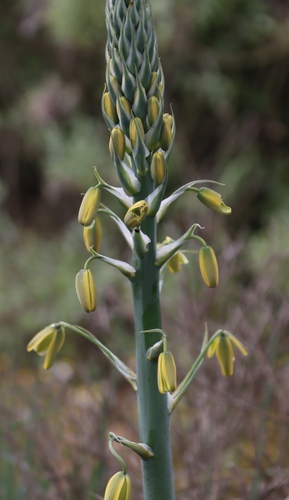 Albuca grandis (Albuca grandis)