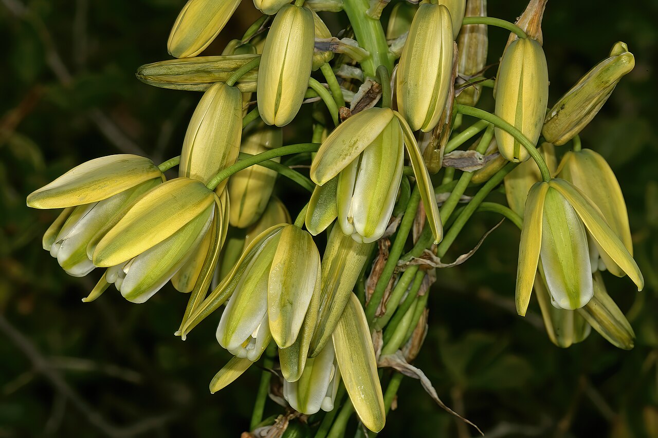 Albuca grandis: Albuca grandis , flowers; between Elandsbaai and Leipoldtville, Western Cape, South Africa