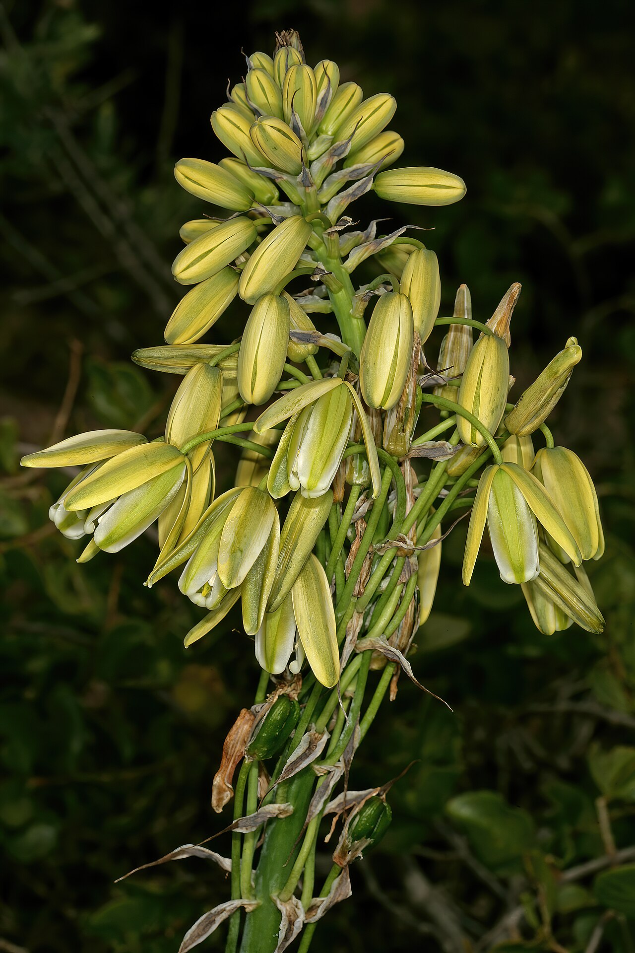 Albuca grandis: Albuca grandis , top part of inflorescence; between Elandsbaai and Leipoldtville, Western Cape, South Africa