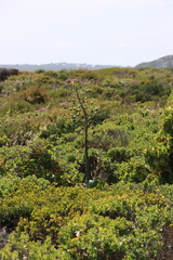 Albuca grandis (Albuca grandis)