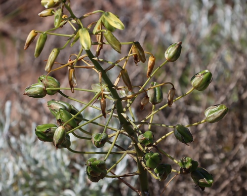 Albuca grandis (Albuca grandis)