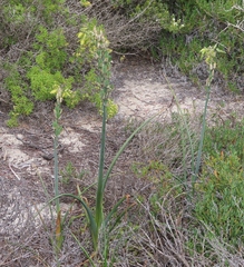 Albuca grandis (Albuca grandis)