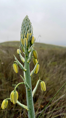 Albuca grandis (Albuca grandis)