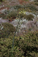 Albuca grandis (Albuca grandis)