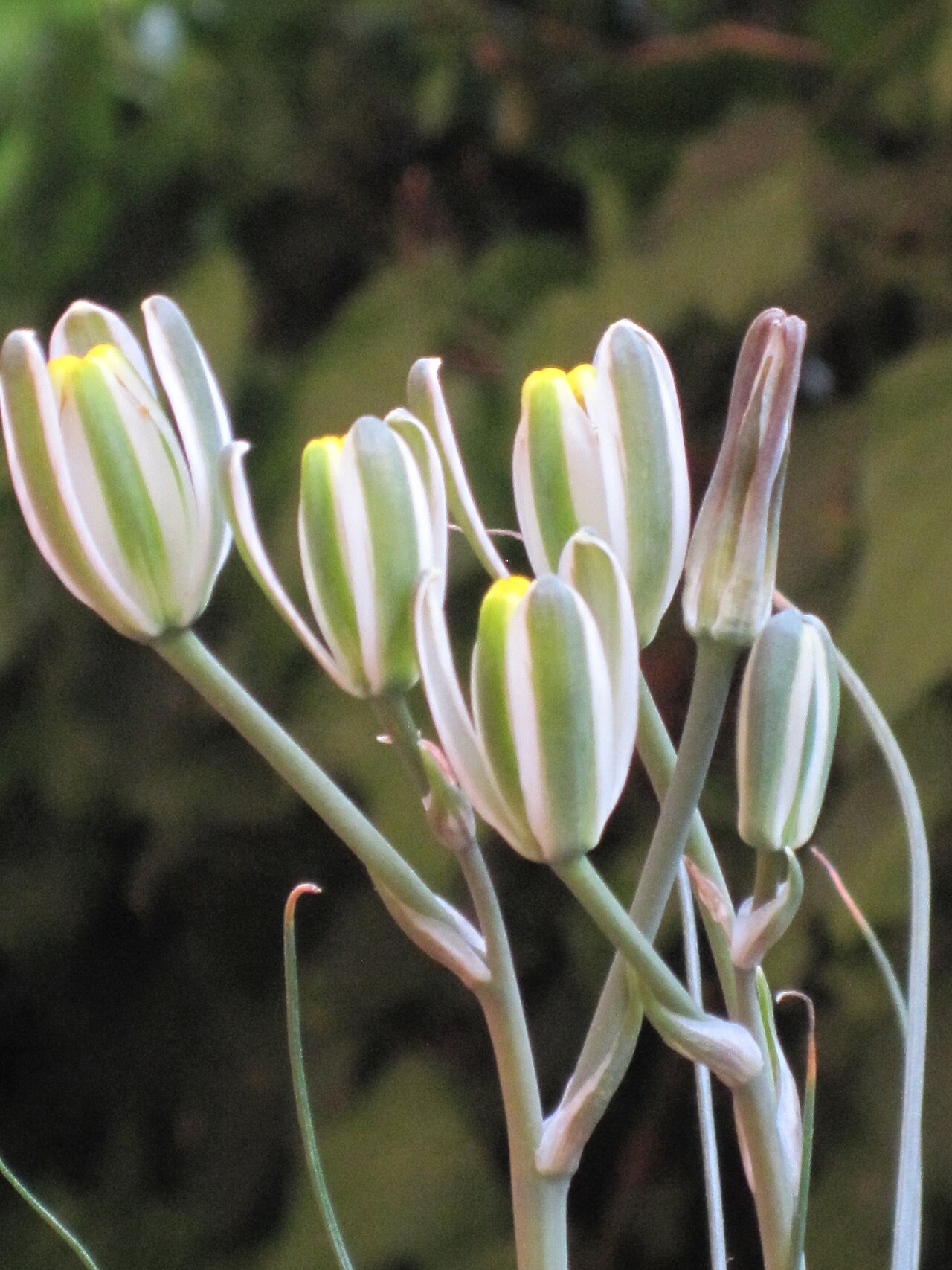 Albuca humilis: I fiori dell'albuca humilis