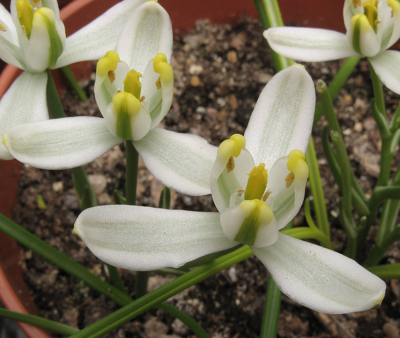 Albuca humilis: Albuca humilis in cultivation