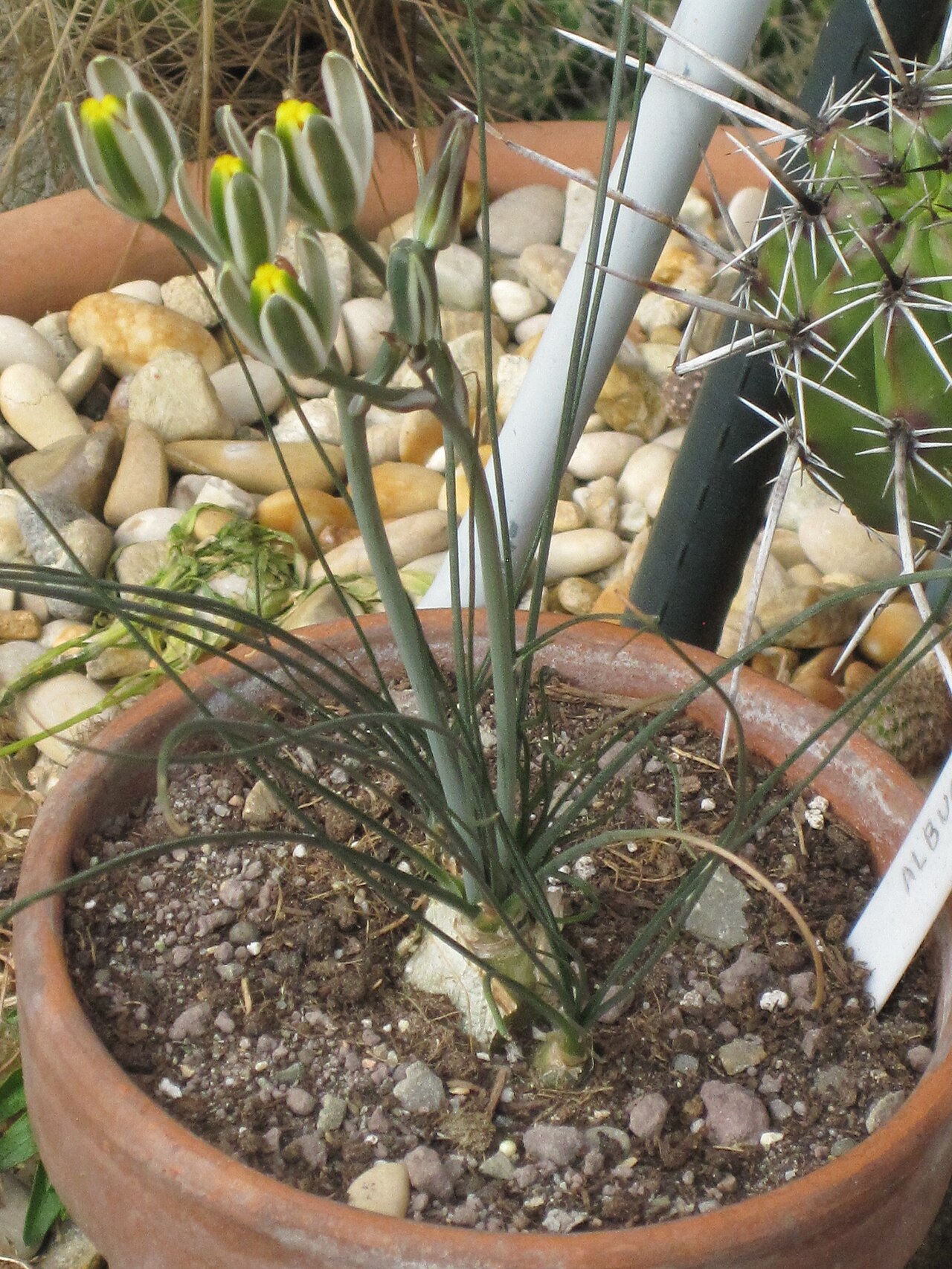 Albuca humilis: Una piantina di albuca humilis in vaso