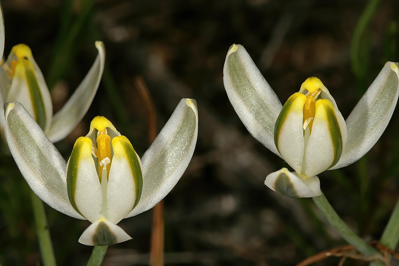 Albuca longipes: Albuca longipes , flowers; between Oudtshoorn and Calitzdorp, vicinity of Rooikoppe, Little Karoo, Western Cape, South Africa