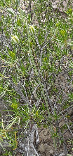 Albuca longipes: Longstalk Tamarak ( Albuca longipes ) in South Africa
