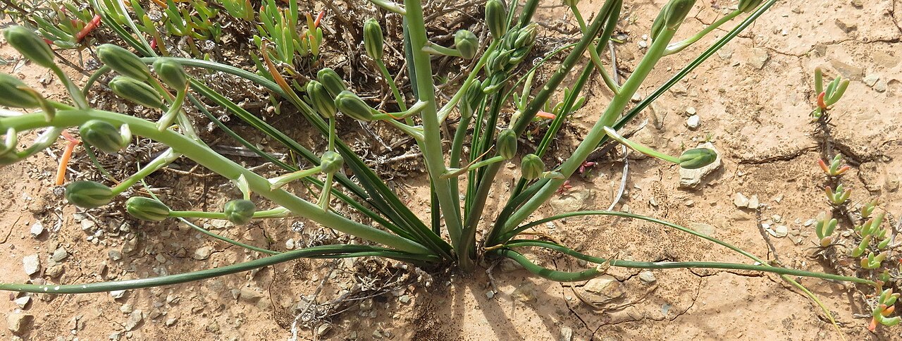 Albuca longipes: Longstalk Tamarak ( Albuca longipes ) in South Africa