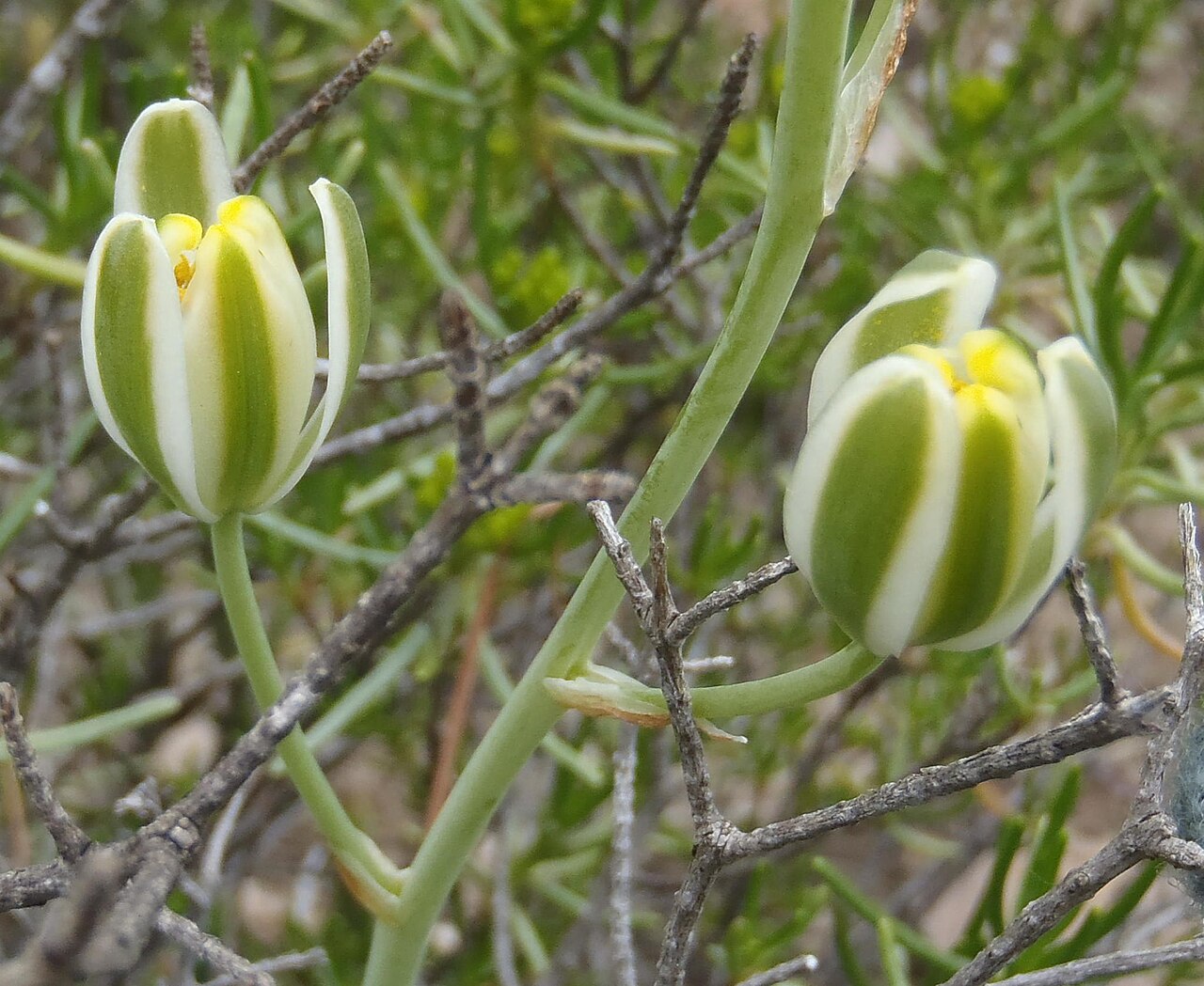 Albuca longipes: Longstalk Tamarak ( Albuca longipes ) in South Africa