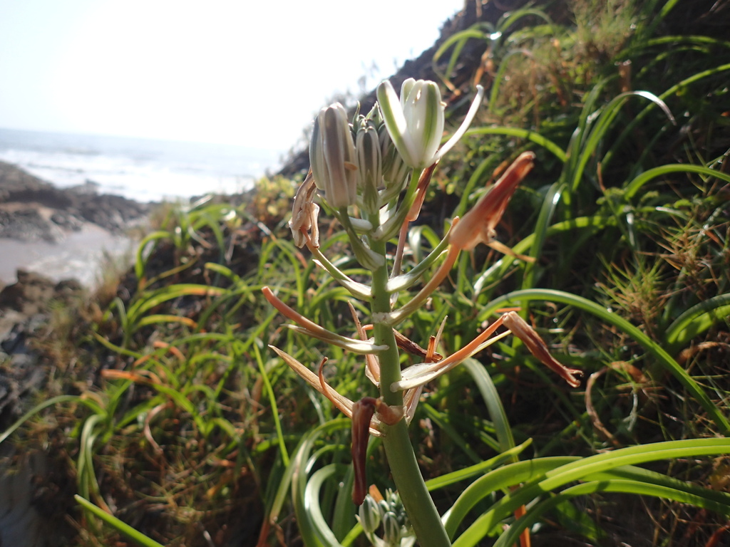 Nelson's slime lily (Albuca nelsonii)