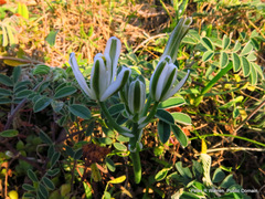 Nelson's slime lily (Albuca nelsonii)