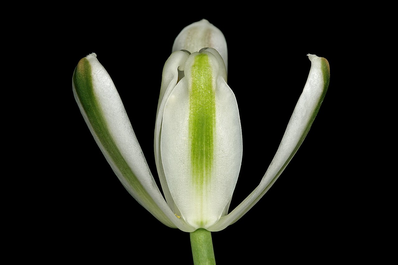 Nelson's slime lily: Albuca nelsonii , flower; Manie van der Schijff Botanical Garden, University of Pretoria, Pretoria, Gauteng, South Africa
