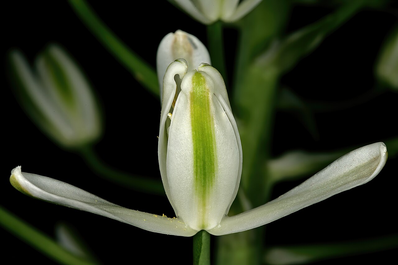 Nelson's slime lily: Albuca nelsonii , flower; Manie van der Schijff Botanical Garden, University of Pretoria, Pretoria, Gauteng, South Africa
