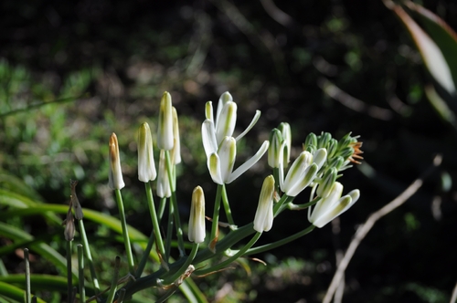 Nelson's slime lily (Albuca nelsonii)
