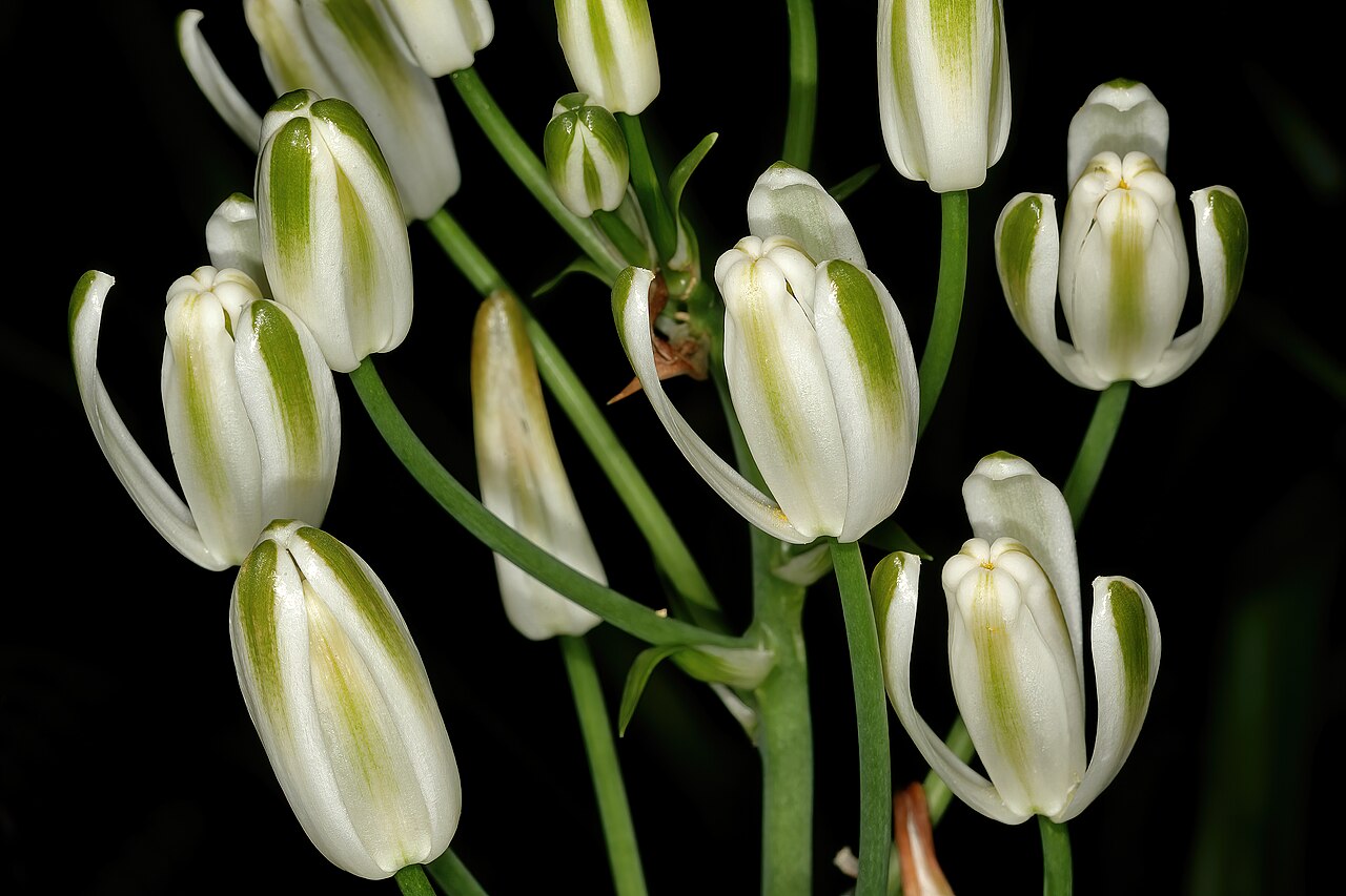 Nelson's slime lily: Albuca nelsonii , flowers; Manie van der Schijff Botanical Garden, University of Pretoria, Pretoria, Gauteng, South Africa