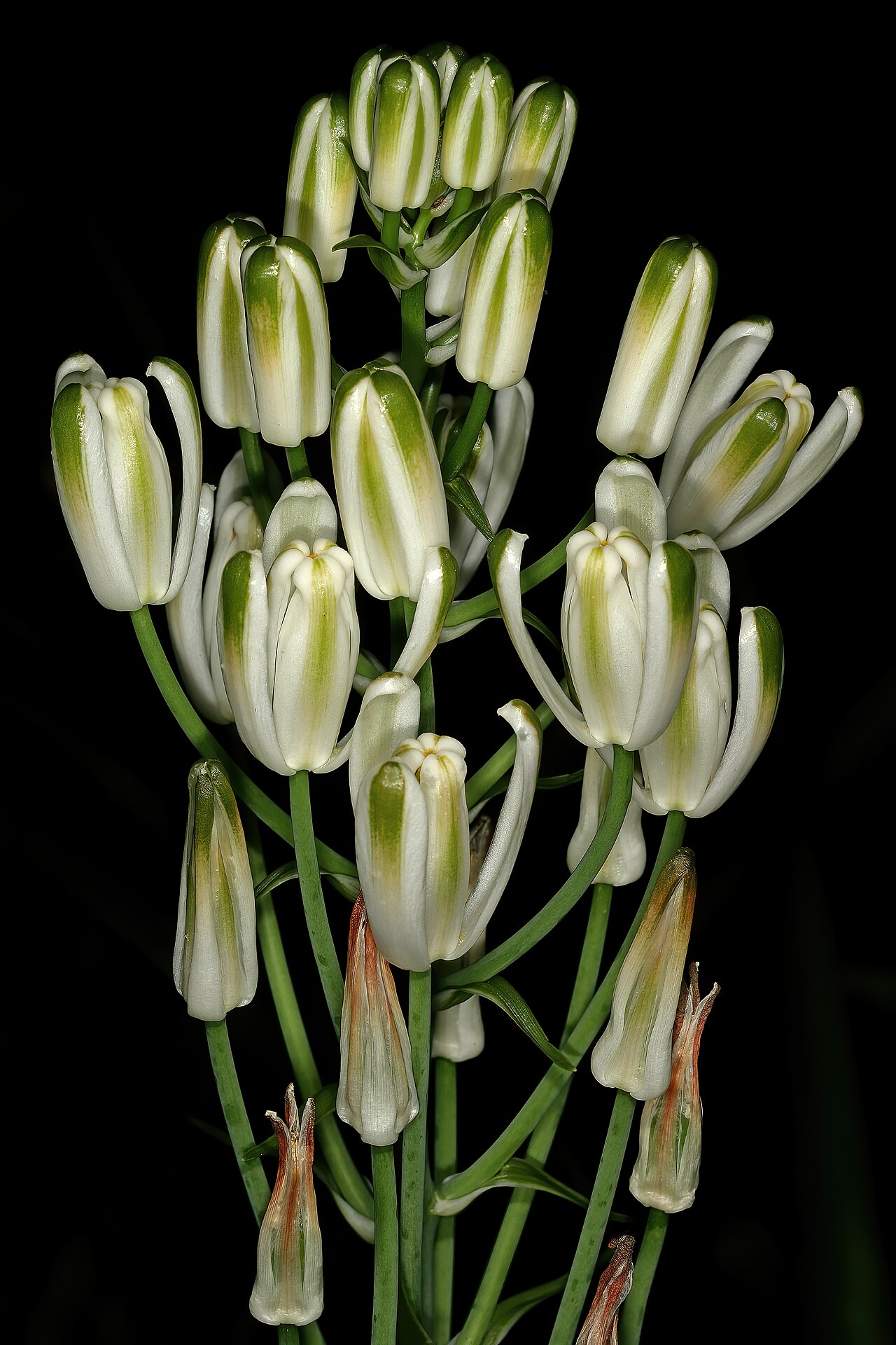 Nelson's slime lily: Albuca nelsonii , top part of inflorescence; Manie van der Schijff Botanical Garden, University of Pretoria, Pretoria, Gauteng, South Africa