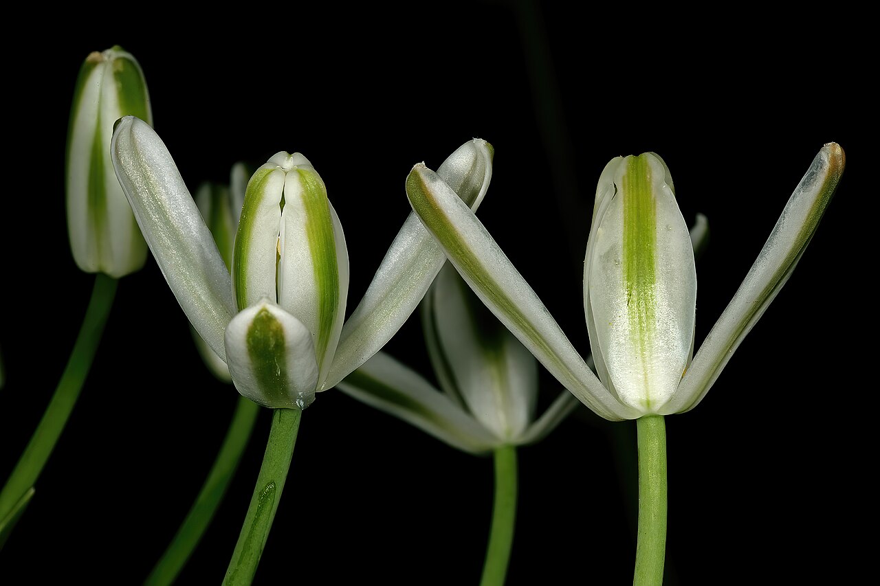 Nelson's slime lily: Albuca nelsonii , flowers; Manie van der Schijff Botanical Garden, University of Pretoria, Pretoria, Gauteng, South Africa