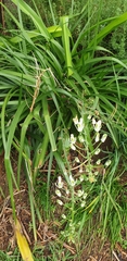 Nelson's slime lily (Albuca nelsonii)