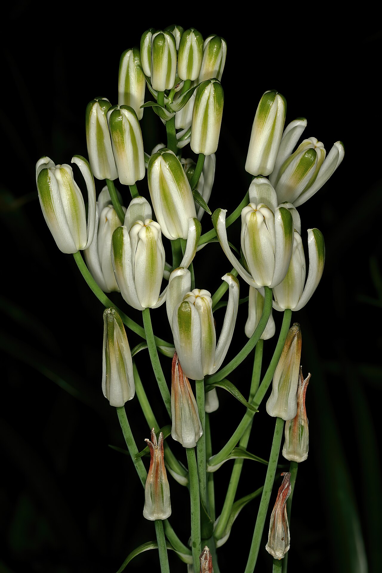 Nelson's slime lily: Albuca nelsonii , top part of inflorescence; Manie van der Schijff Botanical Garden, University of Pretoria, Pretoria, Gauteng, South Africa