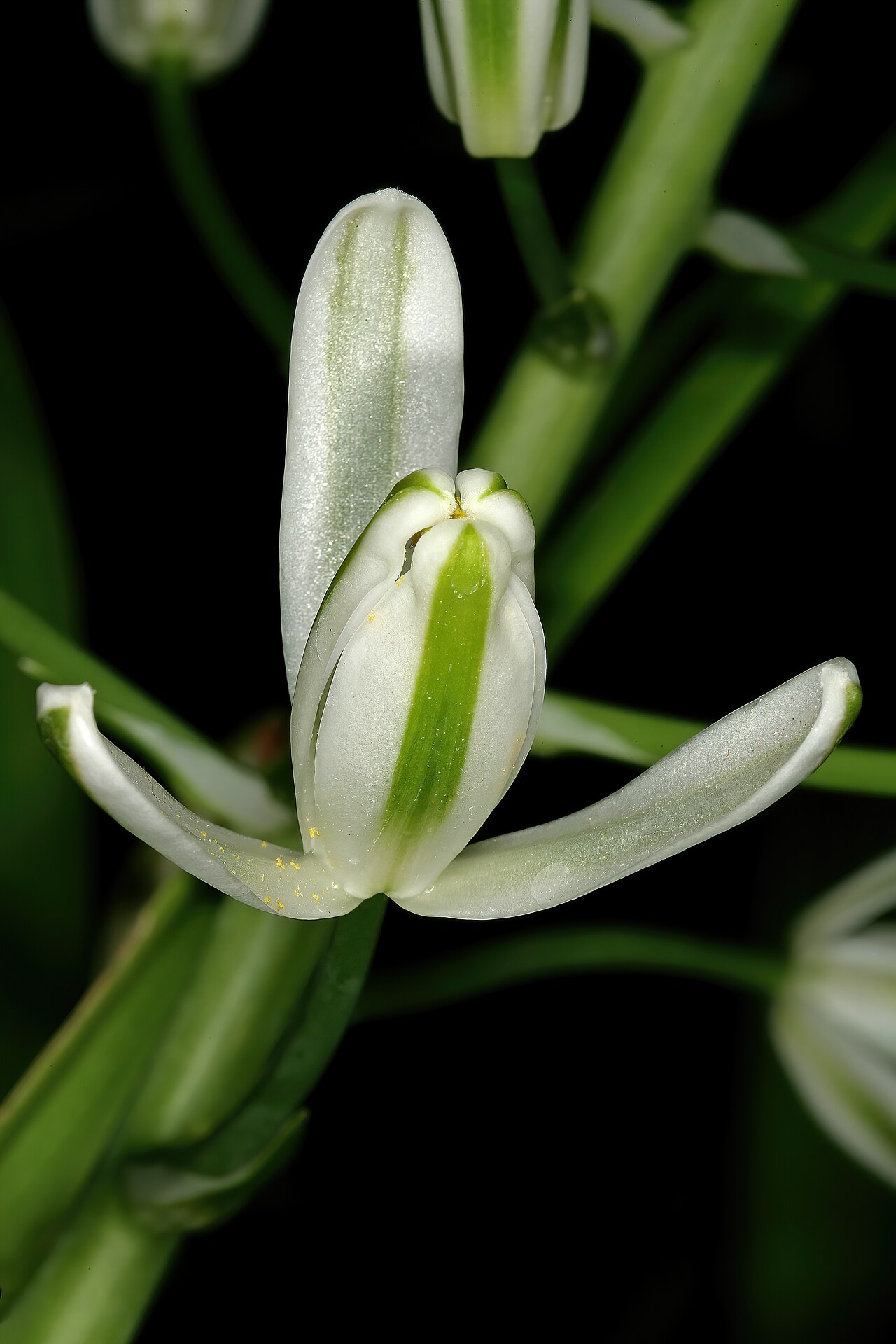 Nelson's slime lily: Albuca nelsonii , flower; Manie van der Schijff Botanical Garden, University of Pretoria, Pretoria, Gauteng, South Africa