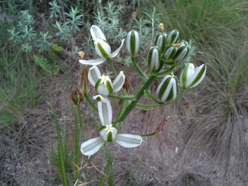 Nelson's slime lily (Albuca nelsonii)