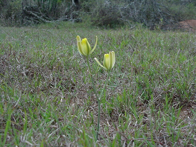 Albuca pseudobifolia (Albuca pseudobifolia)