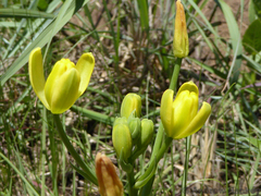 Albuca rupestris (Albuca rupestris)
