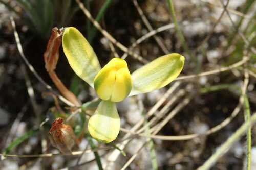 Albuca rupestris (Albuca rupestris)