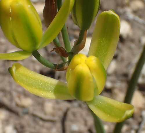 Soldier-in-the-box (Albuca setosa)