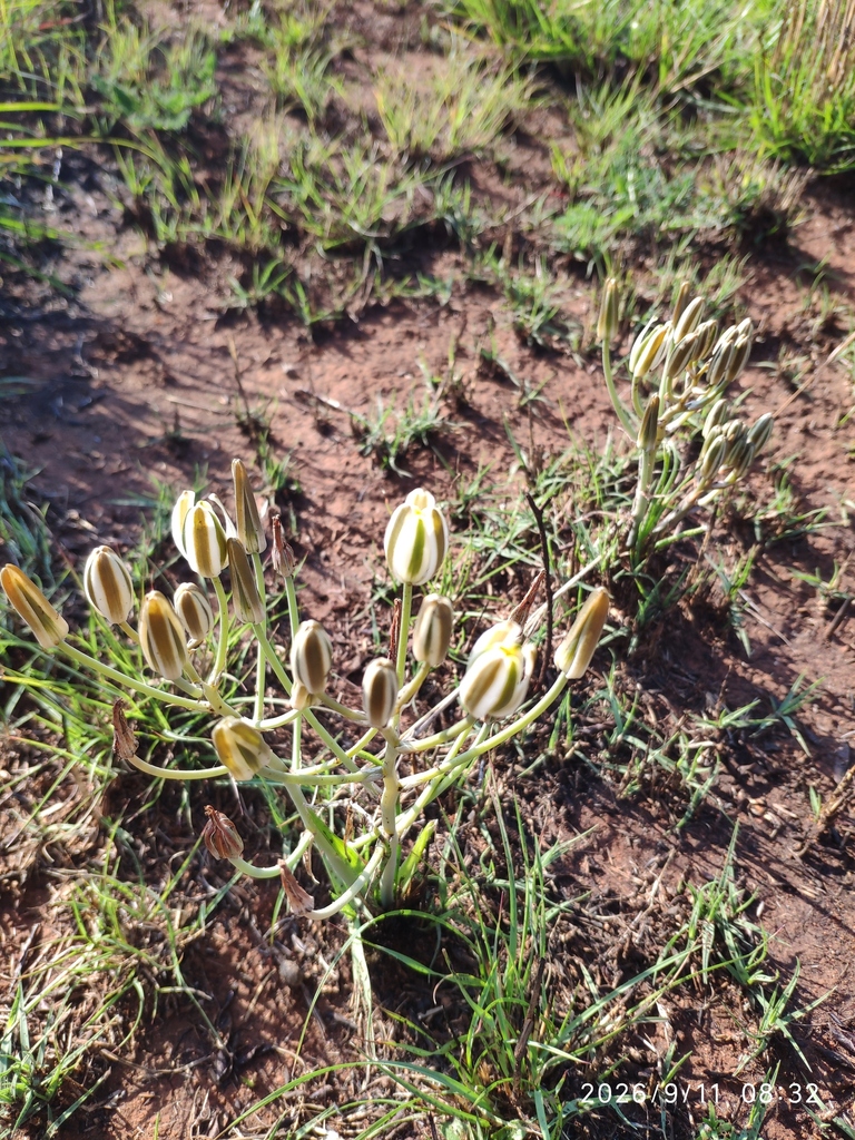 Soldier-in-the-box (Albuca setosa)