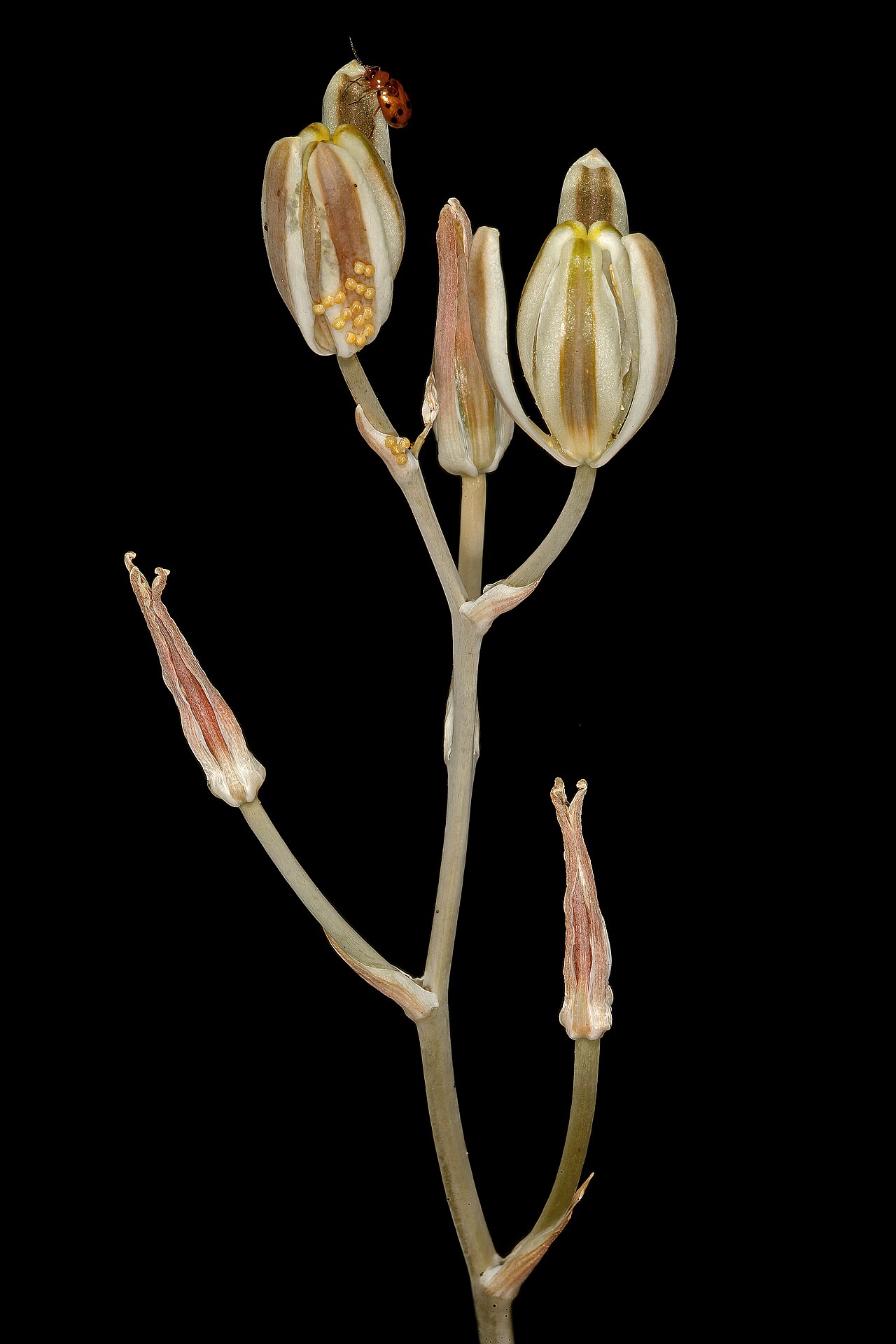 Soldier-in-the-box: Albuca setosa , part of inflorescence; in grassland, vicinity of Wolmaransstad, North West, South Africa