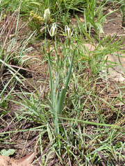 Soldier-in-the-box (Albuca setosa)