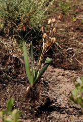 Soldier-in-the-box (Albuca setosa)