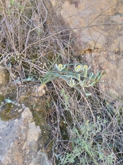 Soldier-in-the-box (Albuca setosa)