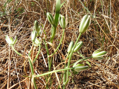 Soldier-in-the-box (Albuca setosa)
