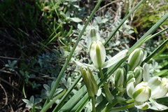 Soldier-in-the-box (Albuca setosa)