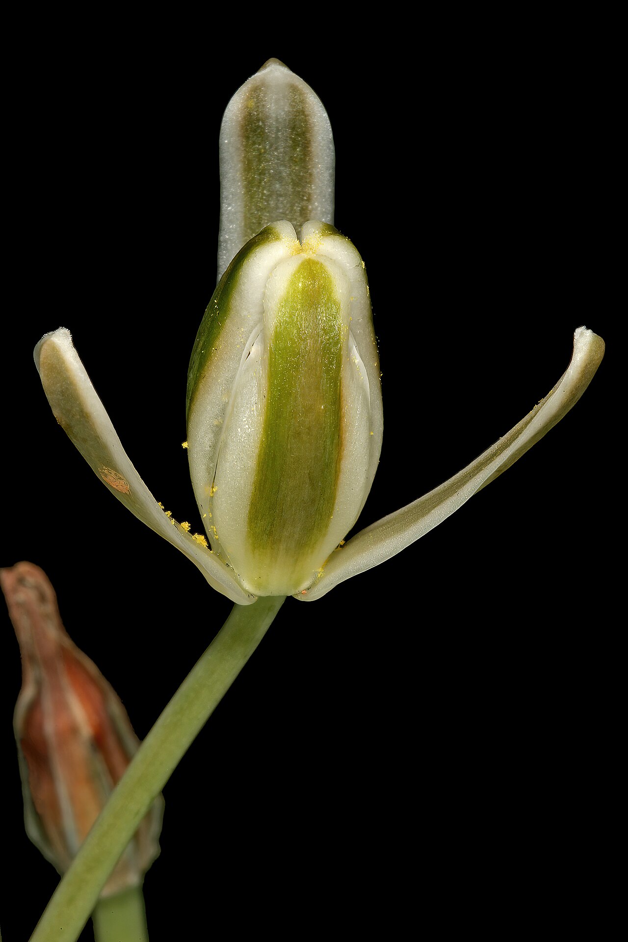 Soldier-in-the-box: Albuca setosa , flower; in recently burned grassland; Colbyn Valley Nature Reserve, Pretoria, Gauteng, South Africa