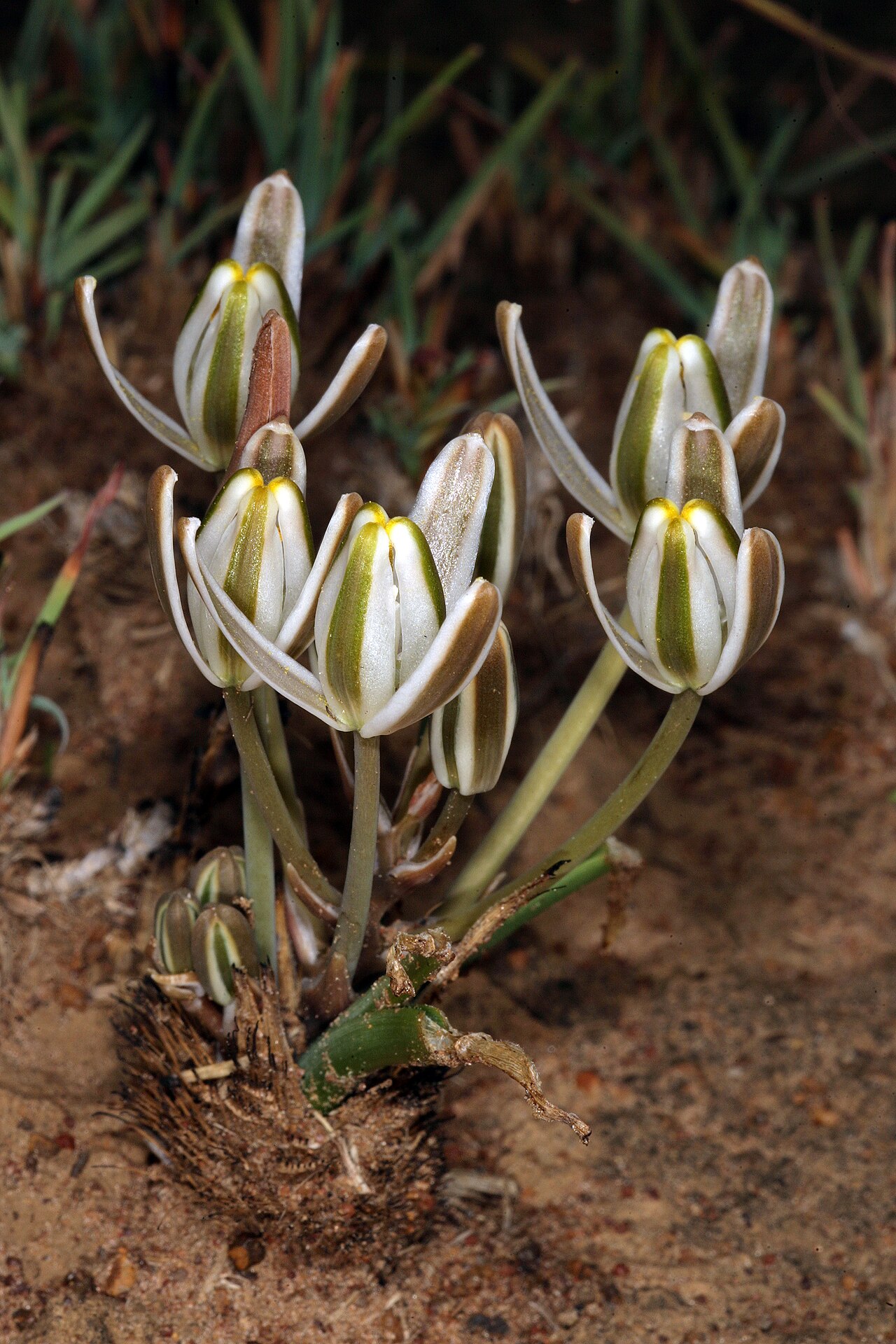 Soldier-in-the-box: Albuca setosa , Hyacinthaceae, flowers; near Ventersdorp, North West, South Africa