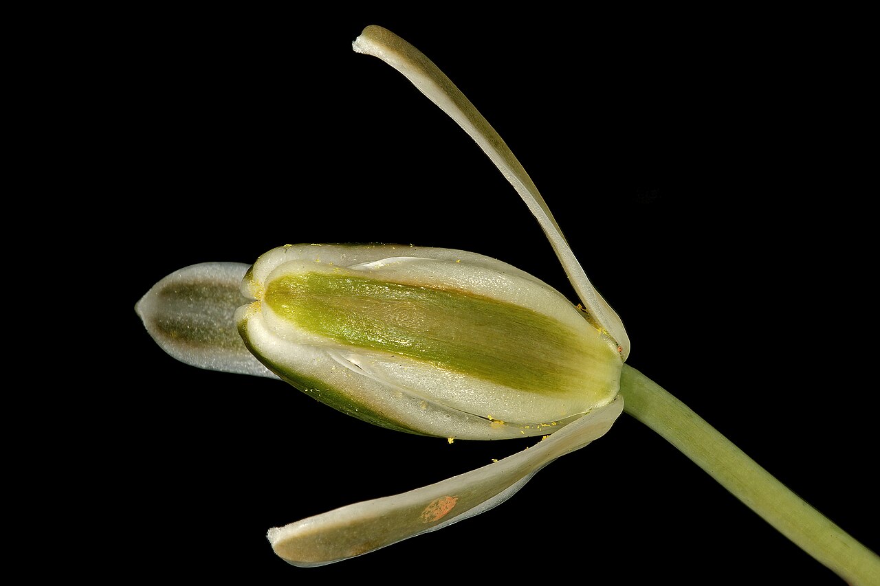 Soldier-in-the-box: Albuca setosa , flower; in recently burned grassland; Colbyn Valley Nature Reserve, Pretoria, Gauteng, South Africa