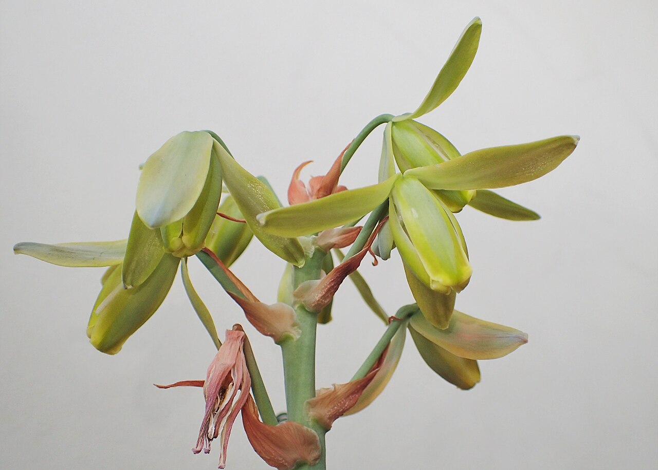 Albuca spiralis: Albuca spiralis 'Frizzle Sizzle' as pot plant in Szczecin, NW Poland