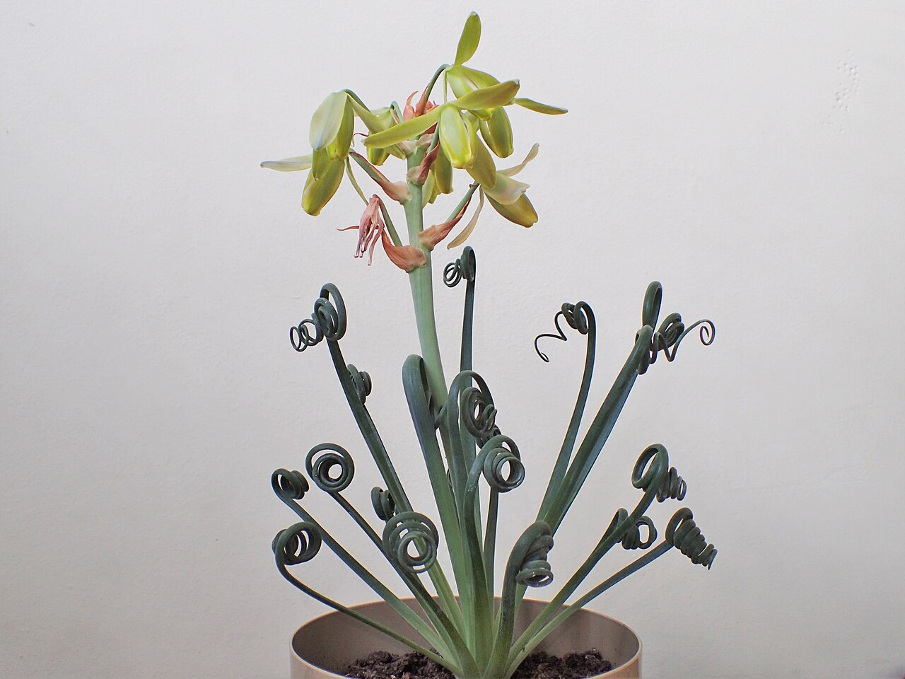 Albuca spiralis: Albuca spiralis 'Frizzle Sizzle' as pot plant in Szczecin, NW Poland