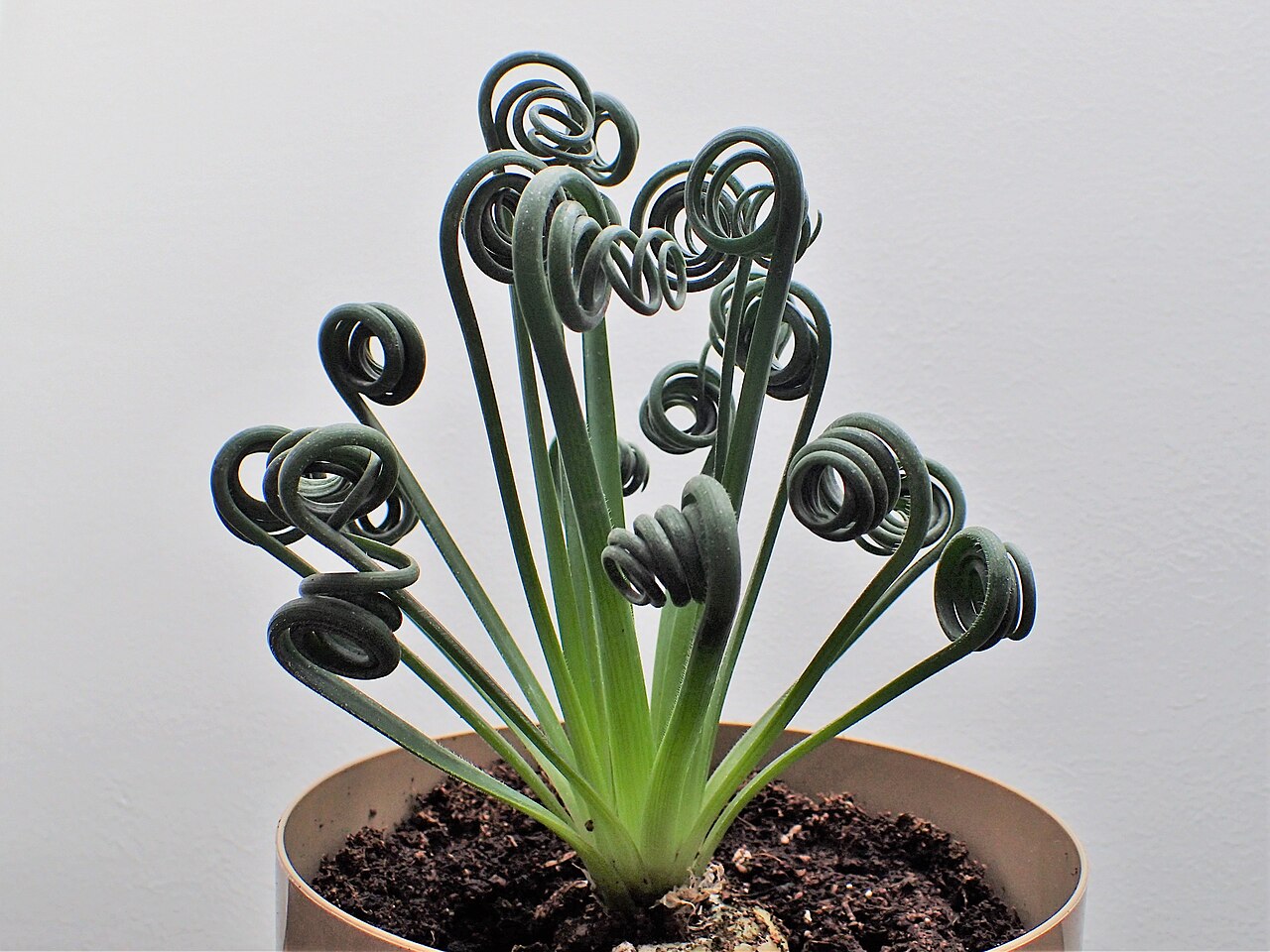 Albuca spiralis: Albuca spiralis 'Frizzle Sizzle' as pot plant in Szczecin, NW Poland