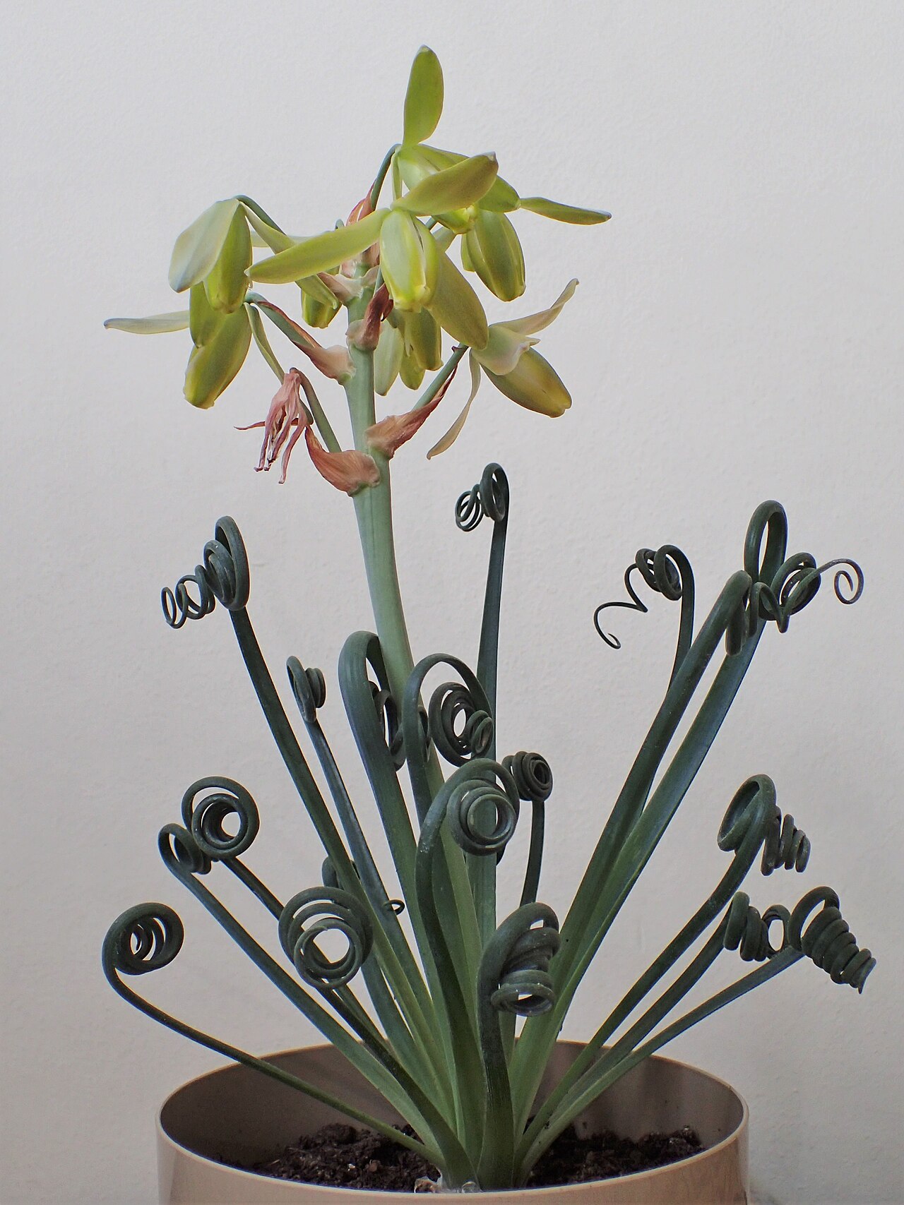 Albuca spiralis: Albuca spiralis 'Frizzle Sizzle' as pot plant in Szczecin, NW Poland