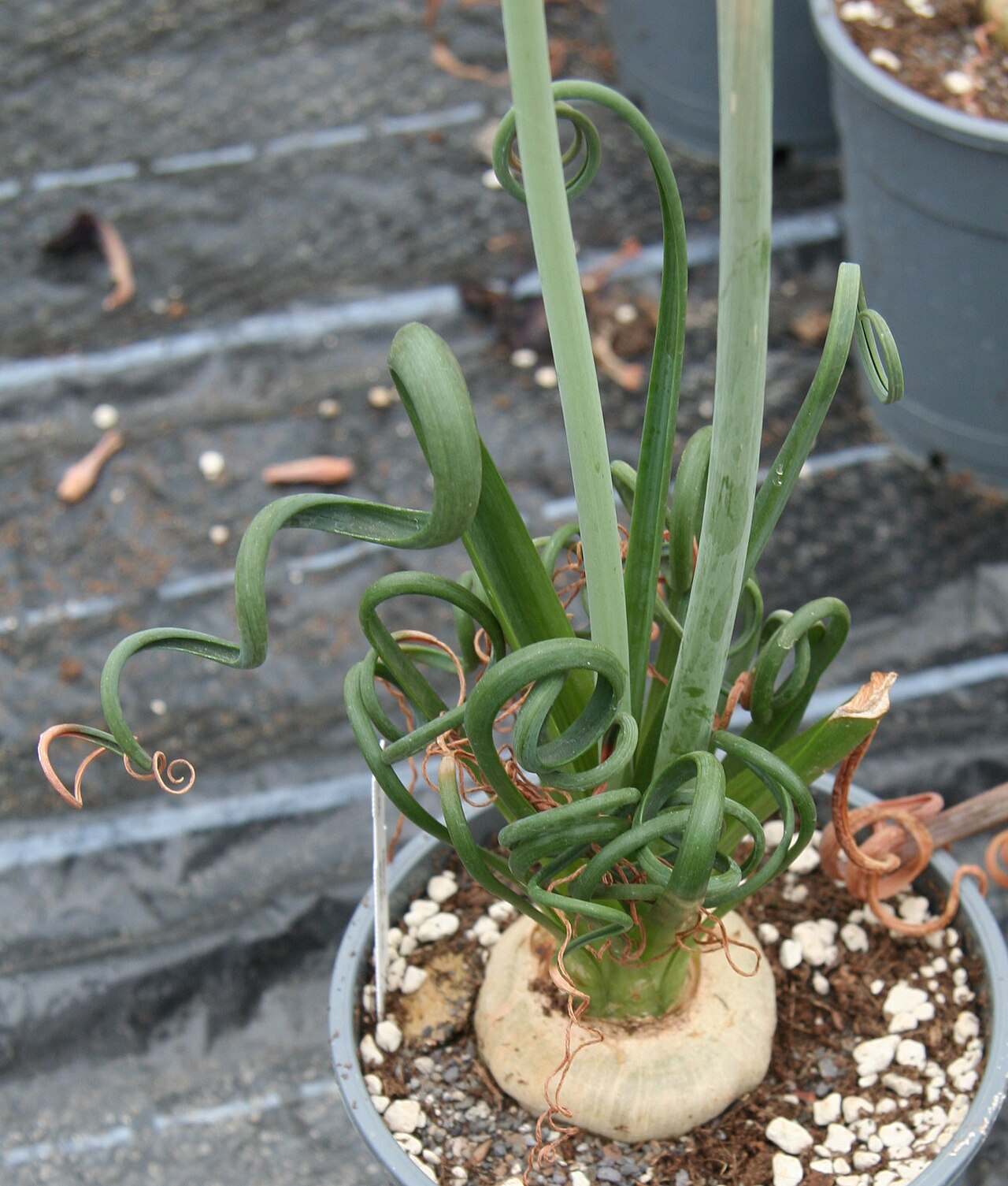 Albuca spiralis: Albuca spiralis in der Kakteengärtnerei Haage, Erfurt
