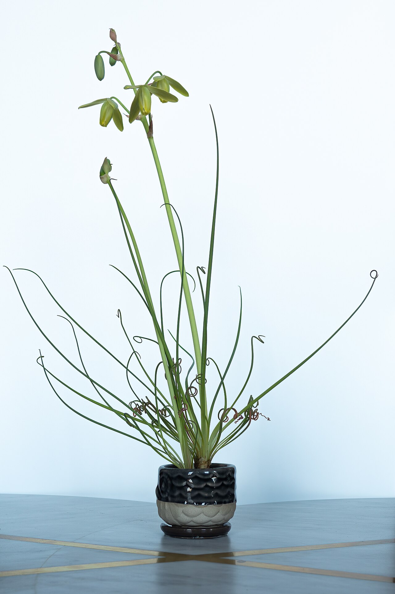 Albuca spiralis: Frizzle sizzle